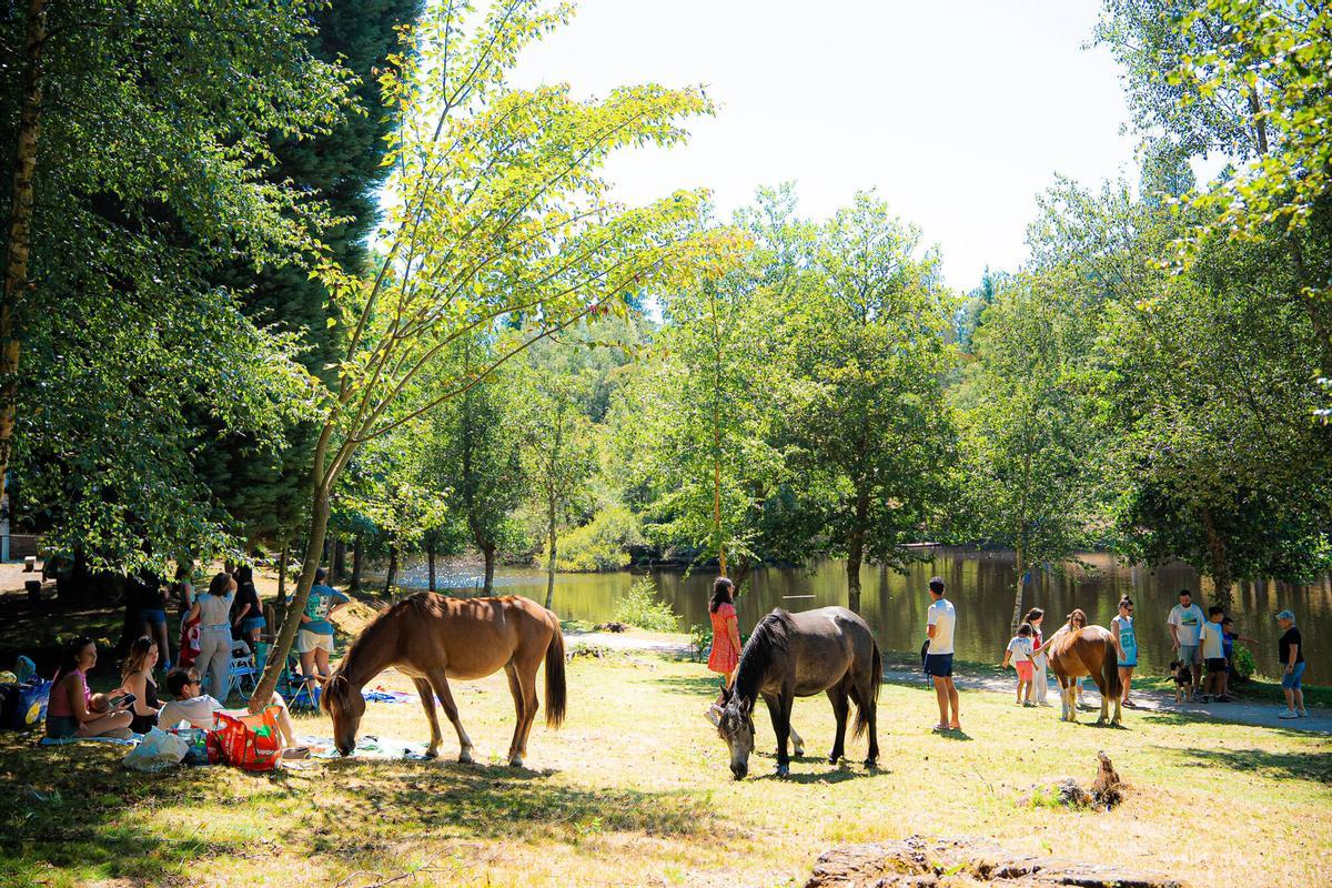 Fiesta en el Lago de Castiñeiras