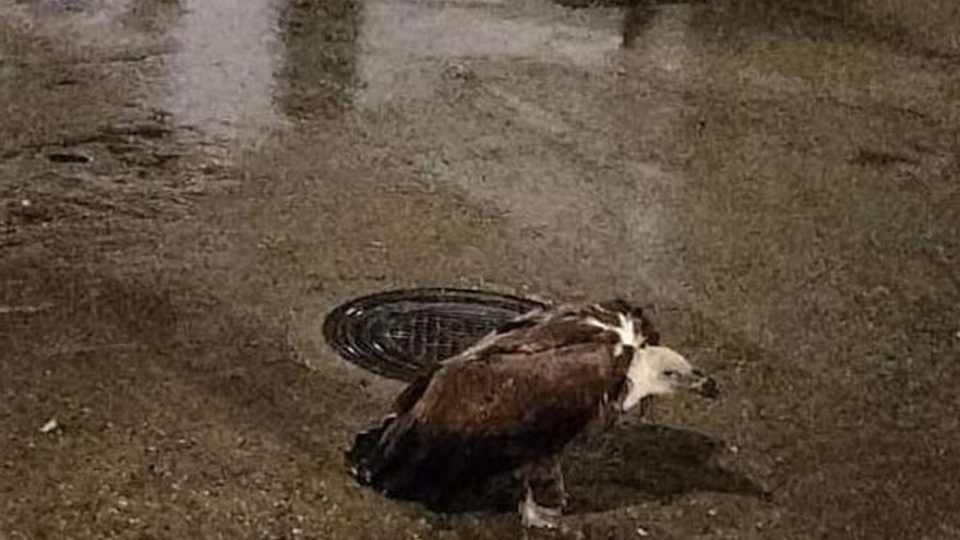 Rescatan a un buitre leonado tras varios días perdido y desorientado en los tejados de Pozoblanco