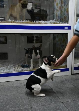 Perros en un escaparate en una tienda de San Grego