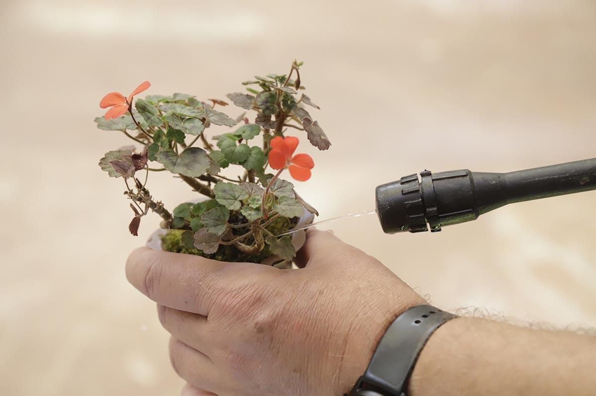 La exposición de bosáis de primavera de la Diputación de Córdoba, en imágenes