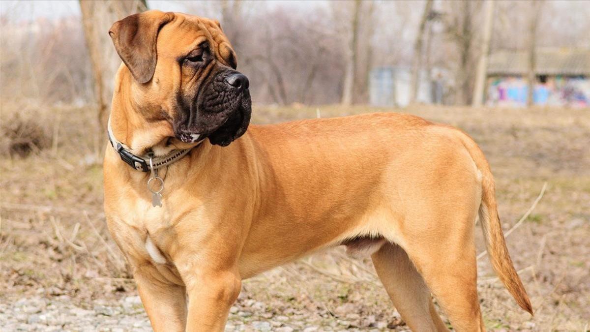 Un perro de la raza bullmastiff, como el que ha atacado hasta la muerte a su dueña en Birmingham