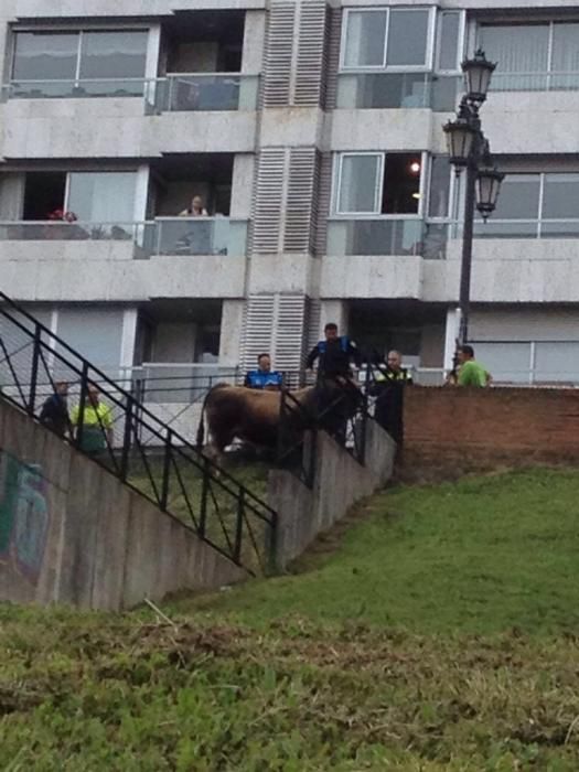 Un toro causa la alarma en el centro de Oviedo