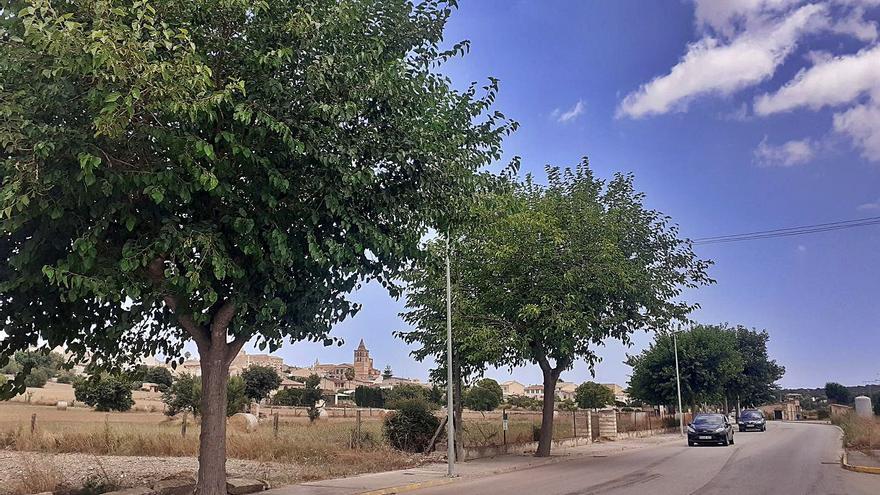 Sineu eliminará los árboles de un tramo del vial de circunvalación para ampliar las aceras - Vimarsana News