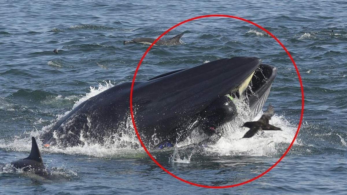 Una ballena se zampa a un submarista y lo escupe vivo | Vídeo