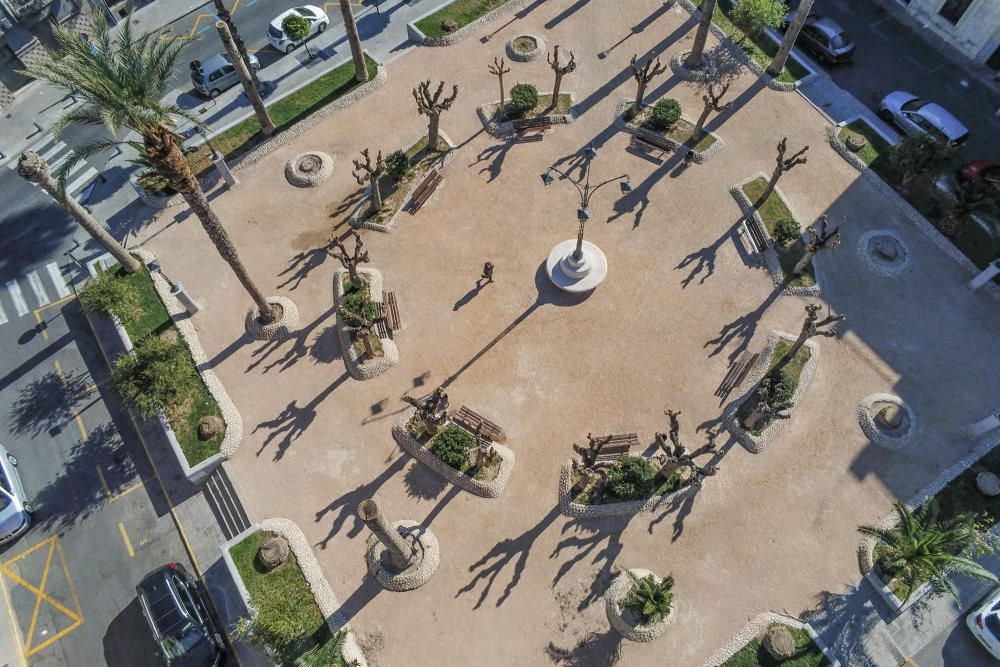 El área de Infraestructuras del Ayuntamiento de Orihuela retira desde hoy 23 troncos y tocones de las palmeras de la plaza de Santa Lucía. Un auténtico "monumento al picudo" en los últimos meses. Toda