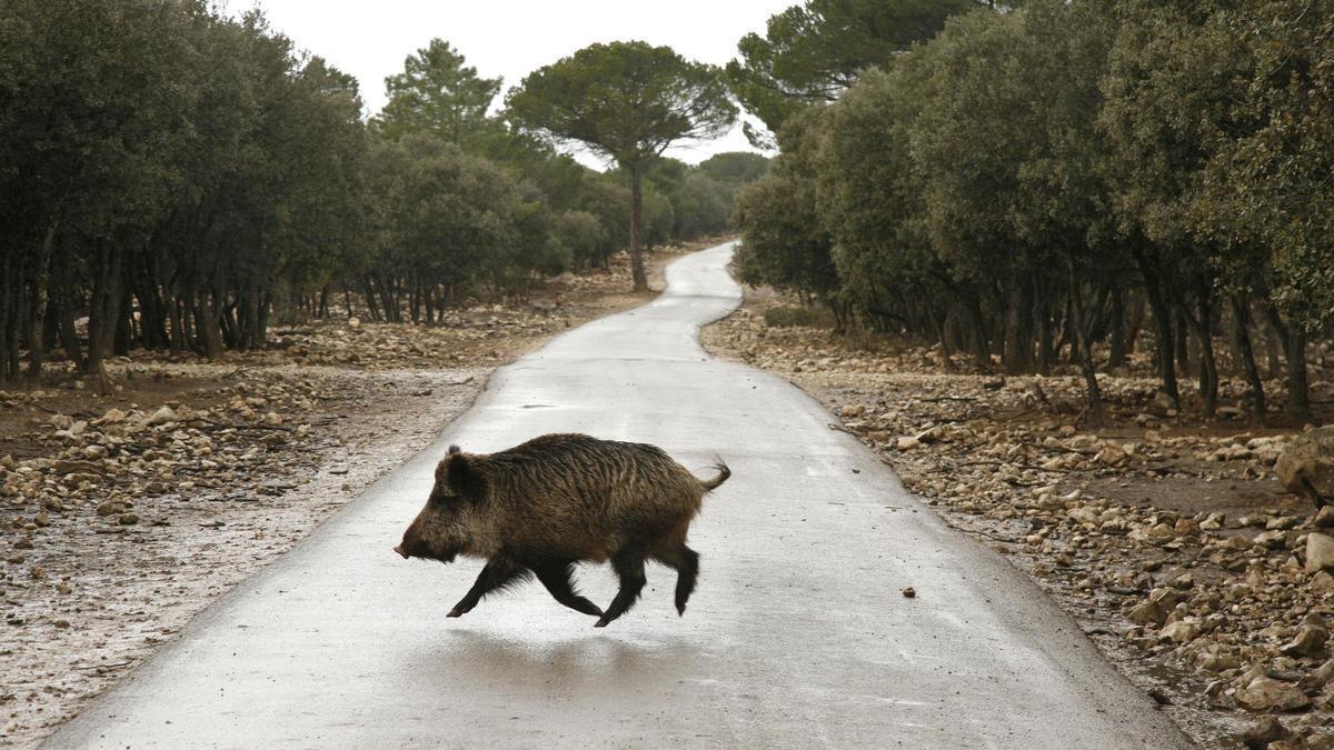 Un jabalí en una carretera de Castilla y León.