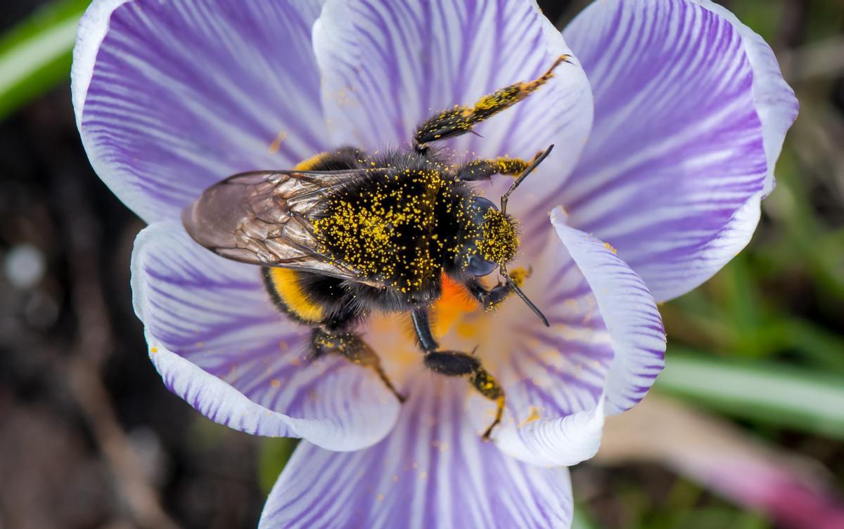 barcelona/crocus + Bombus terrestris b Haringsma.jpg