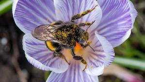Un ejemplar de ’Bombus terrestris’, el más común de los abejorros europeos, rebozado en polen en una flor de azafrán.