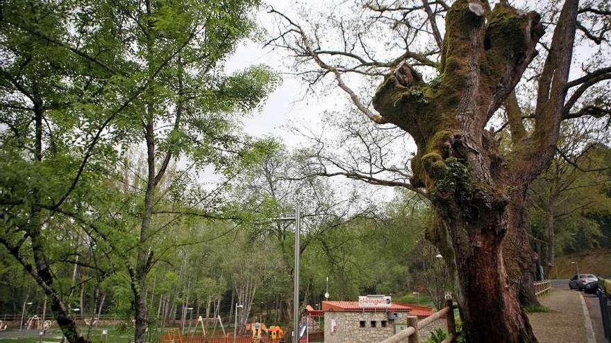 A la derecha, uno de los robles del área, con ramas secas y la corteza muy deteriorada.  // Bernabé/Luismy