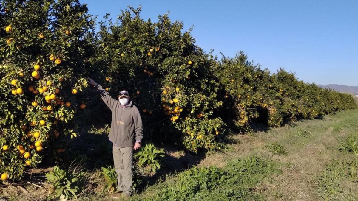 Frutales en la Vega de Mestanza, en Málaga capital.