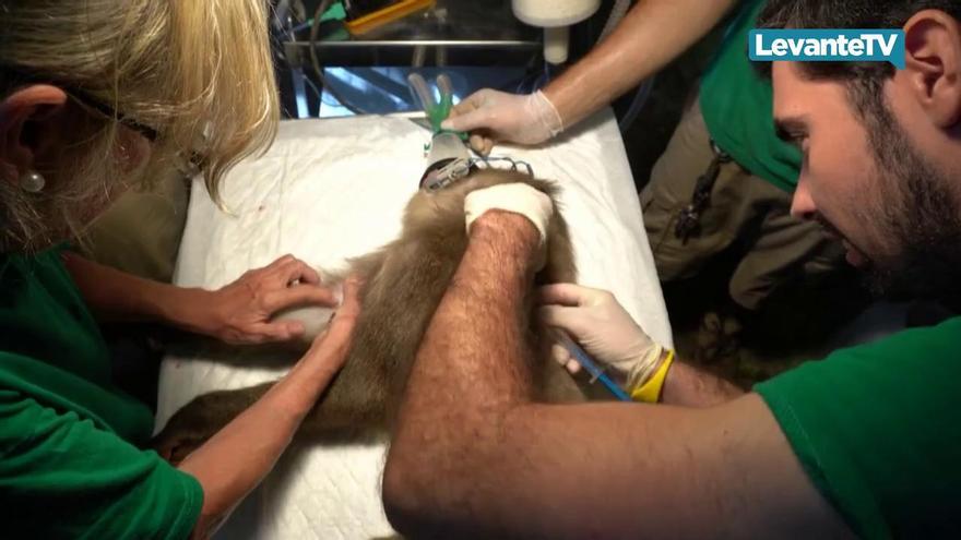 Especialistas desvelan en Bioparc la dificultad del tratamiento médico de animales salvajes y peligrosos