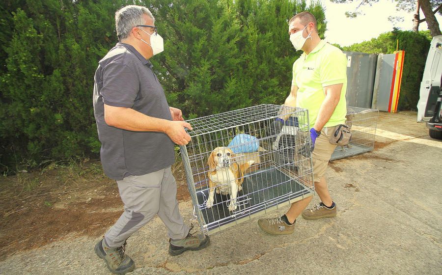 Operatiu de desmantellament d'un punt il·legal de cria i venda de gossos a Blanes