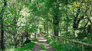 Bosque en la fraga de Catasós, en Lalín.