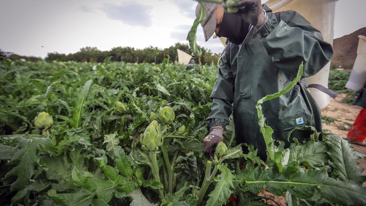 Primer corte de alcachofas en la Vega Baja en otoño