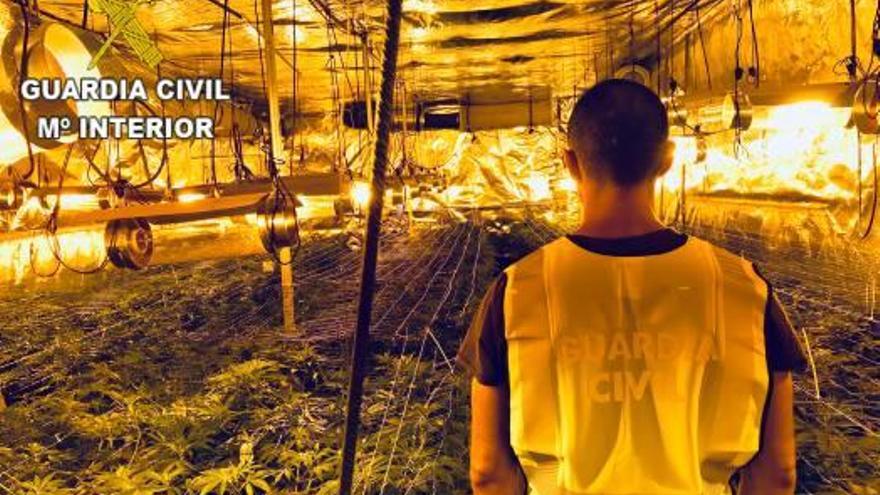 Desmantelan una plantación de marihuana y detienen a tres personas en Aldaia