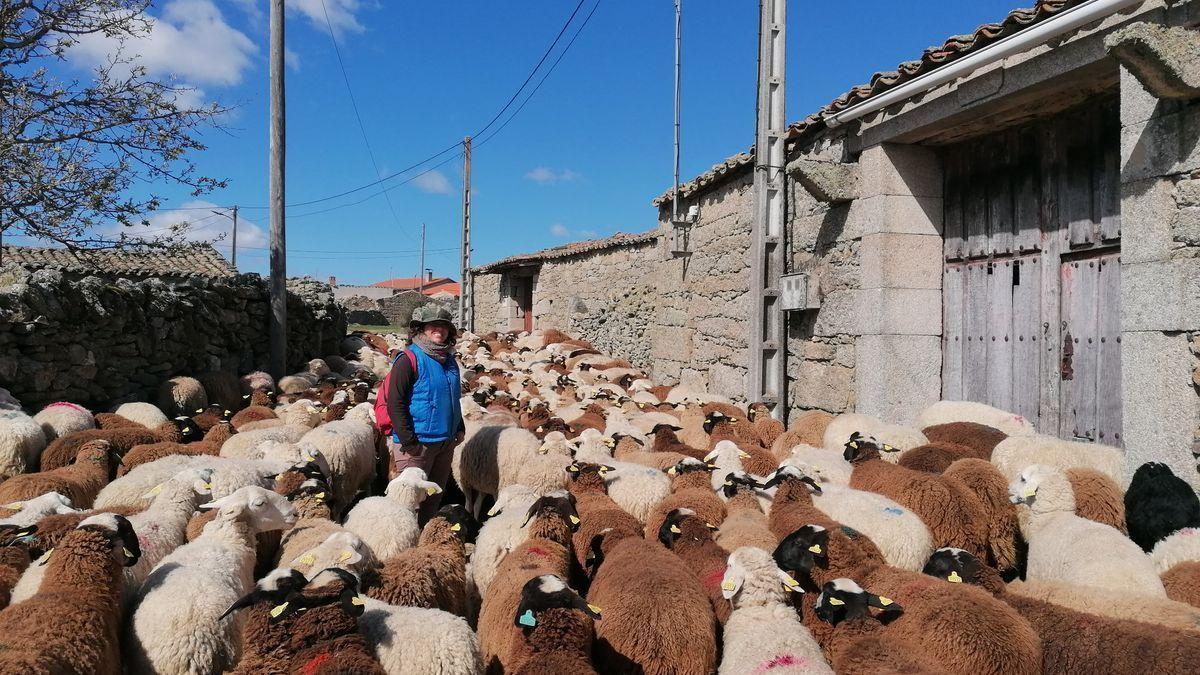 Mañana de pastoreo en Argañín, en la comarca de Sayago.