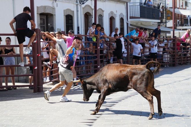 Alcaracejos vive con intensidad el inicio de sus tradicionales encierros de vaquillas