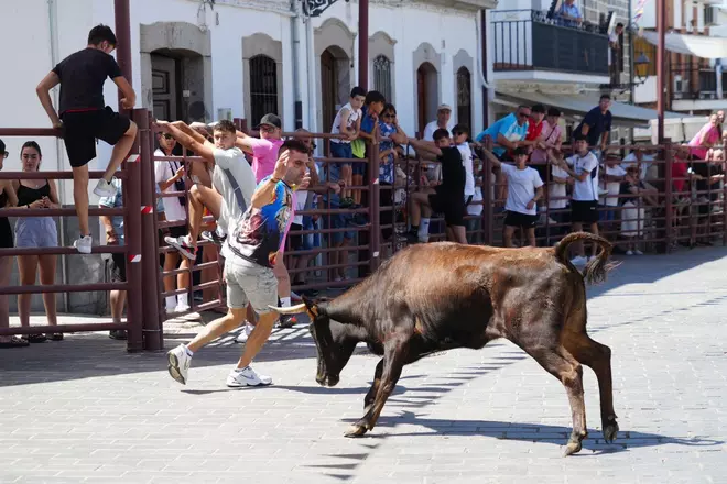 Alcaracejos vive con intensidad el inicio de sus tradicionales encierros de vaquillas