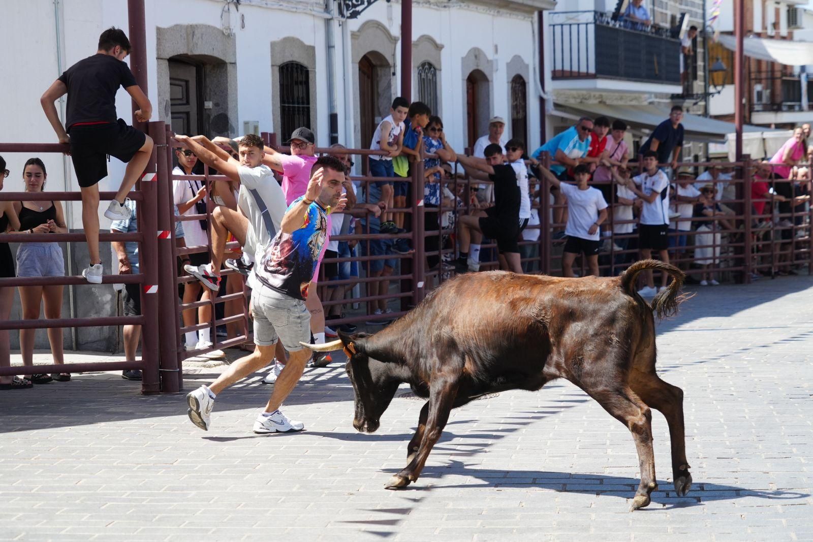 Alcaracejos vive con intensidad el inicio de sus tradicionales encierros de vaquillas