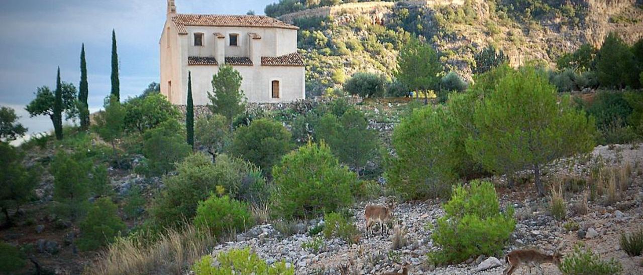 Varias cabras montés, el lunes, a los pies de la ermita.