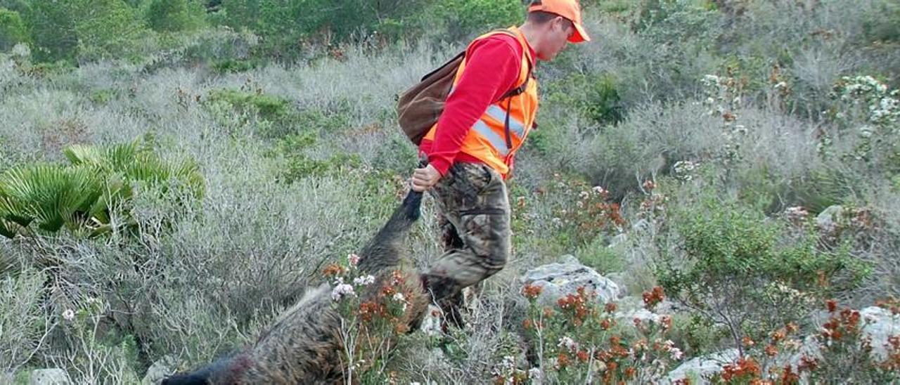 Cacería de jabalíes en el paraje de la Granadella.