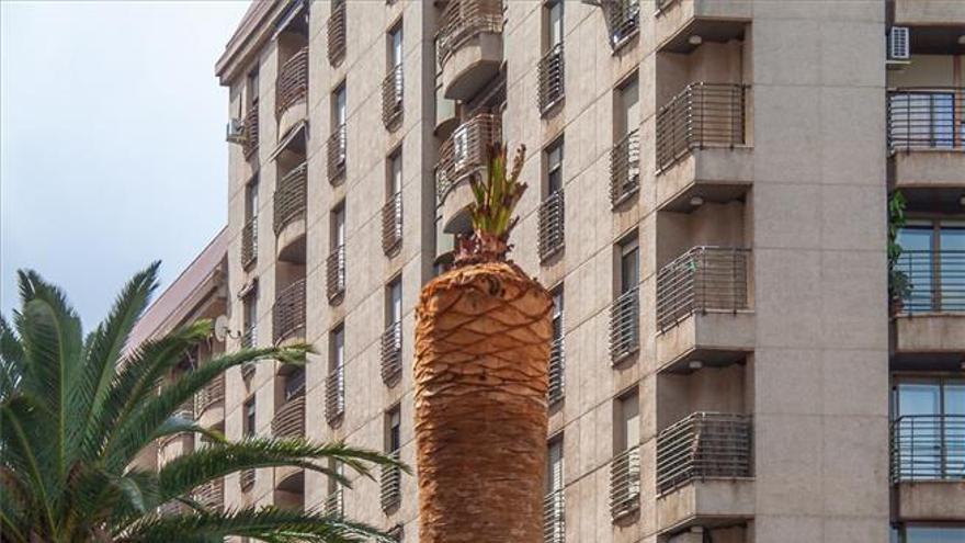 225 palmeras de Cáceres se someten a tratamiento contra el picudo rojo