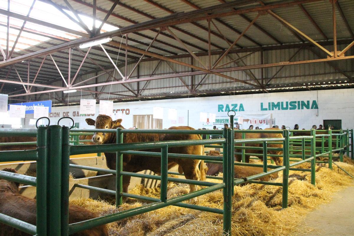 Ganado limusín en la última edición de la Feria Agroganadera de Trujillo.