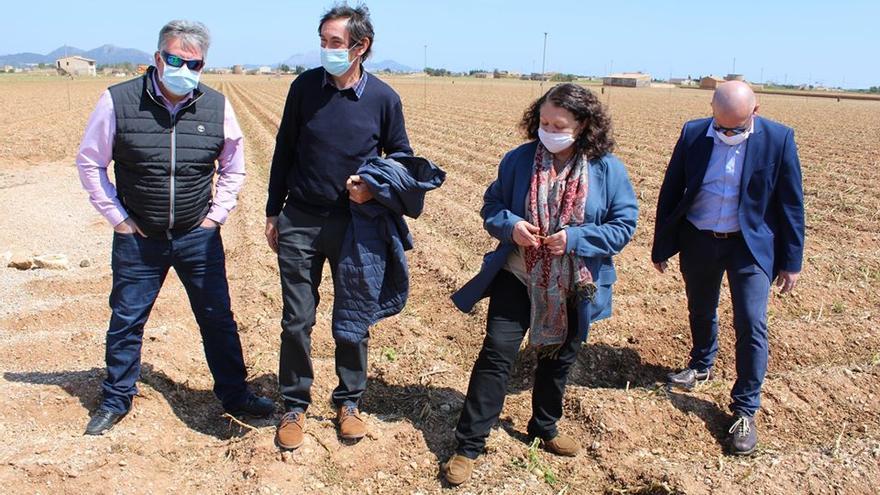 La consellera de Agricultura, Mae de la Concha, visitando un campo de patatas afectados por una granizada en sa Pobla.