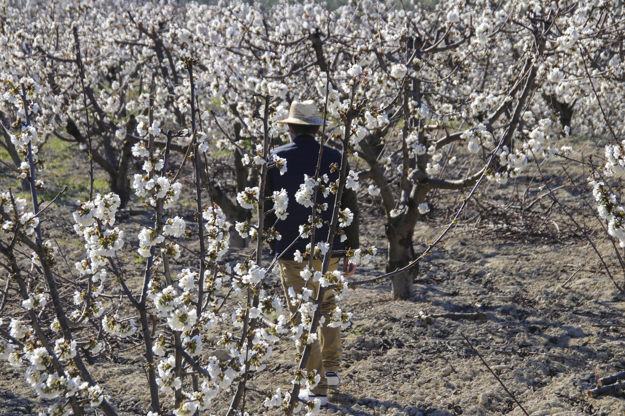 Cerezos en flor en Planes