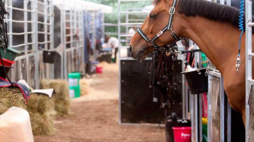 A la izquierda, público asistente a la competición; a la derecha, una amazona pasea a lomos de su caballo.