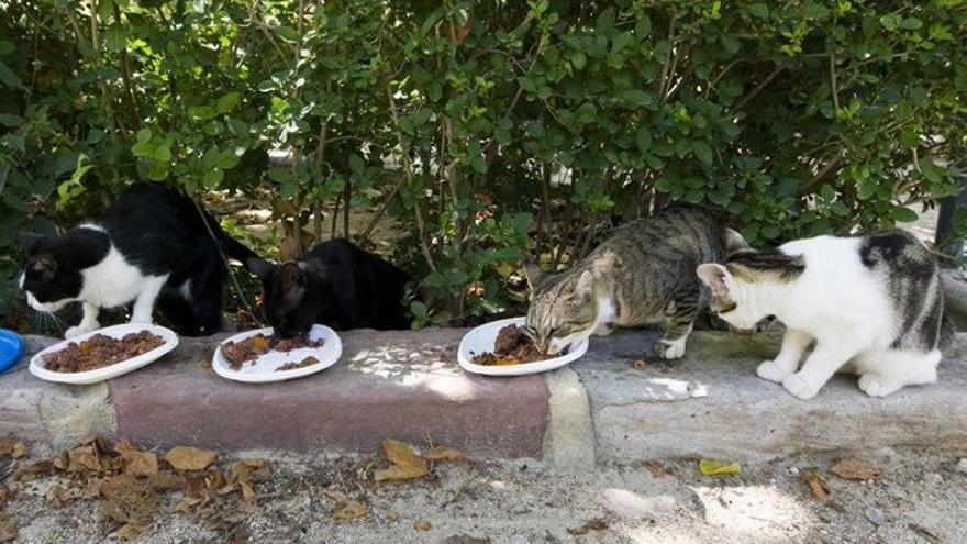 Gatos callejeros.