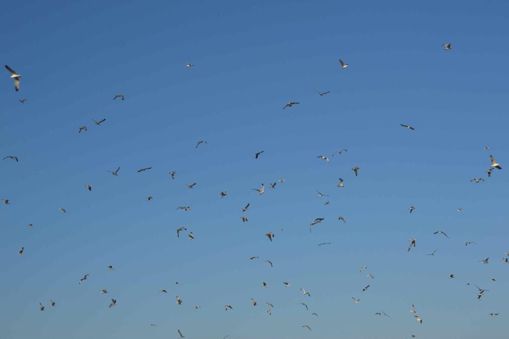 La salinera de Torrevieja acoge una de las colonias más importantes del mundo de esta ave amenzada