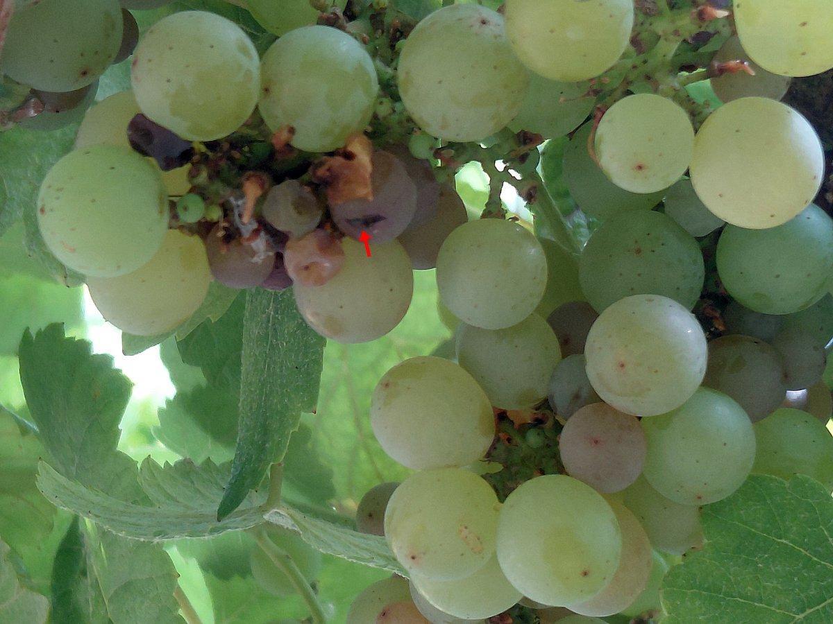 Un grano con síntoma de botrytis.