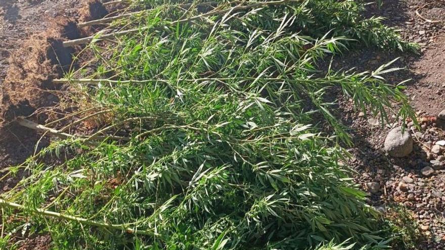 Hallan una plantación de marihuana en el barranco de Santos al buscar a un menor