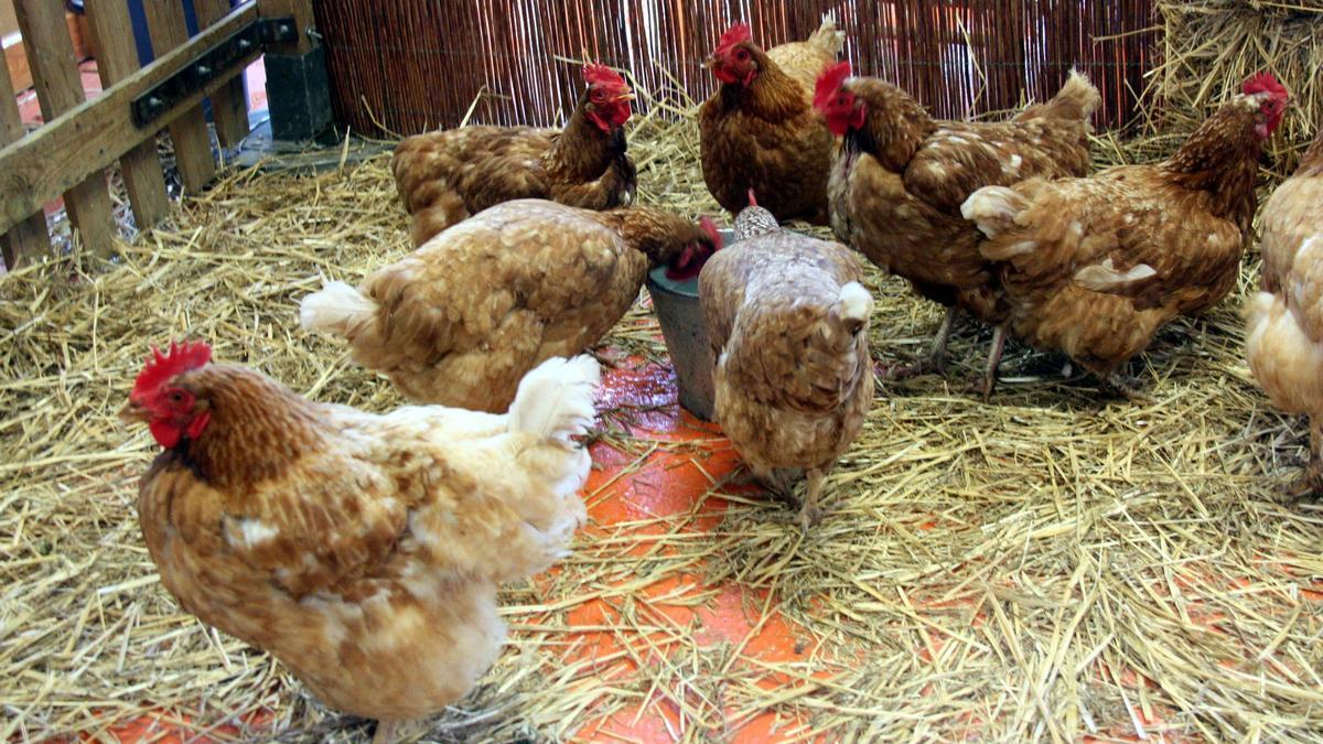 Un grup de gallines s&#039;alimenta de gra al Mercat del Ram