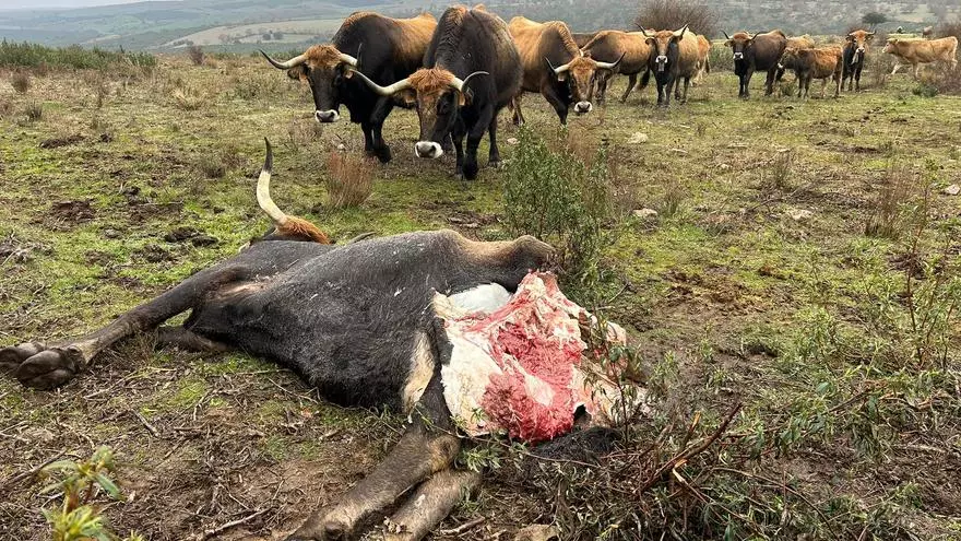 VÍDEO | El lobo ataca en una ganadería de vacas de raza alistana en Carbajales de Alba