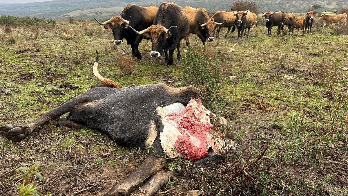 VÍDEO | El lobo ataca en una ganadería de vacas de raza alistana en Carbajales de Alba