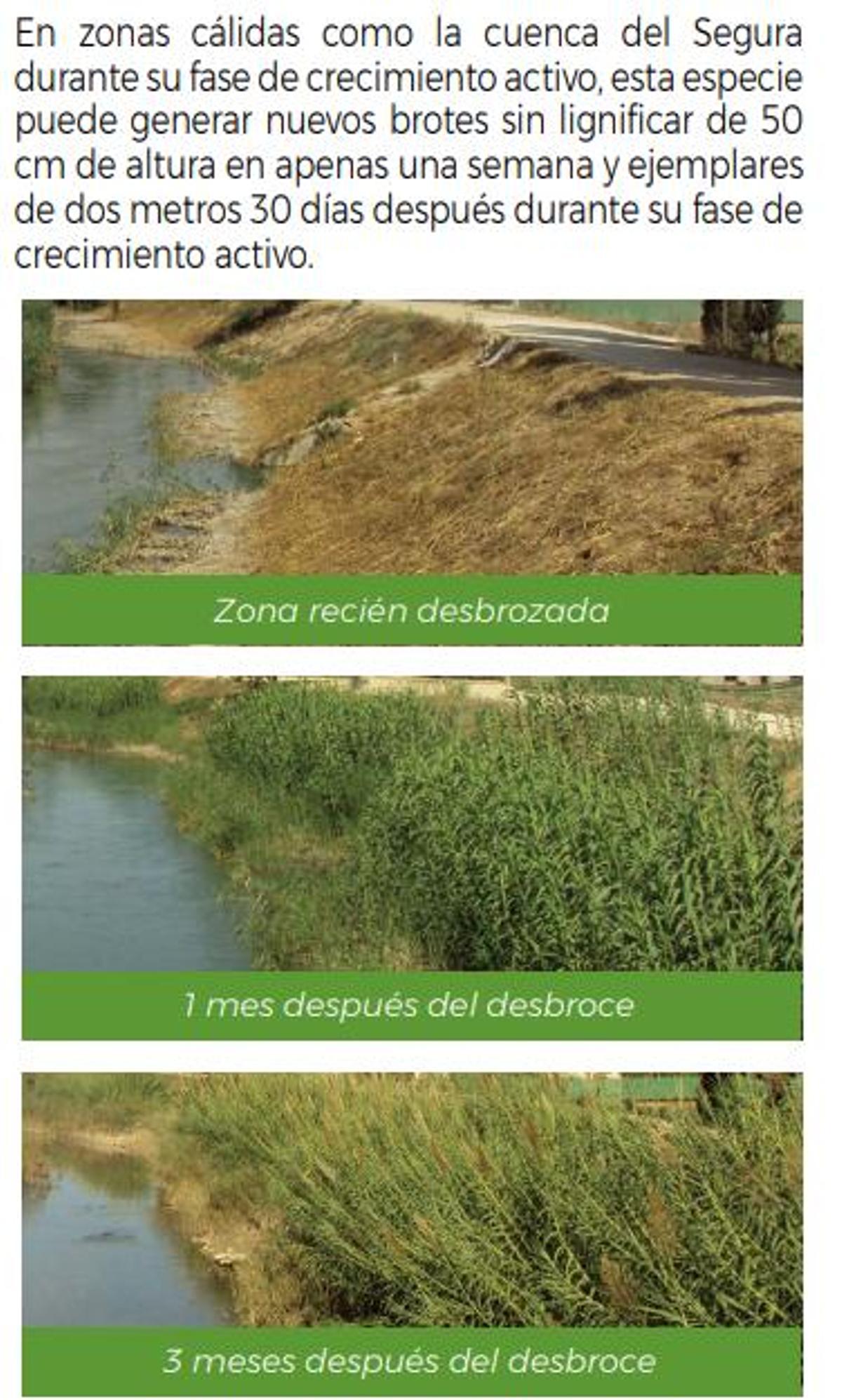 Evolución de las cañas tras su corte en el cauce sin otras actuaciones complementarias
