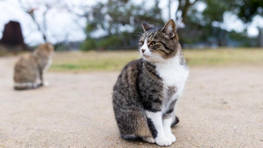 Concentración el 3 de septiembre en La Graciosa para reclamar una solución a los gatos callejeros