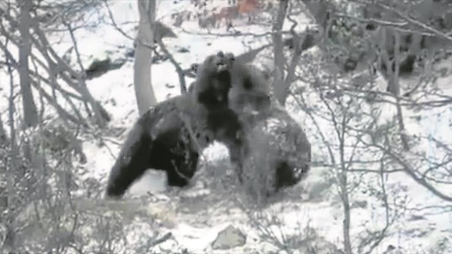 El nacimiento de osos en el Bearn abre el debate de su recuperación