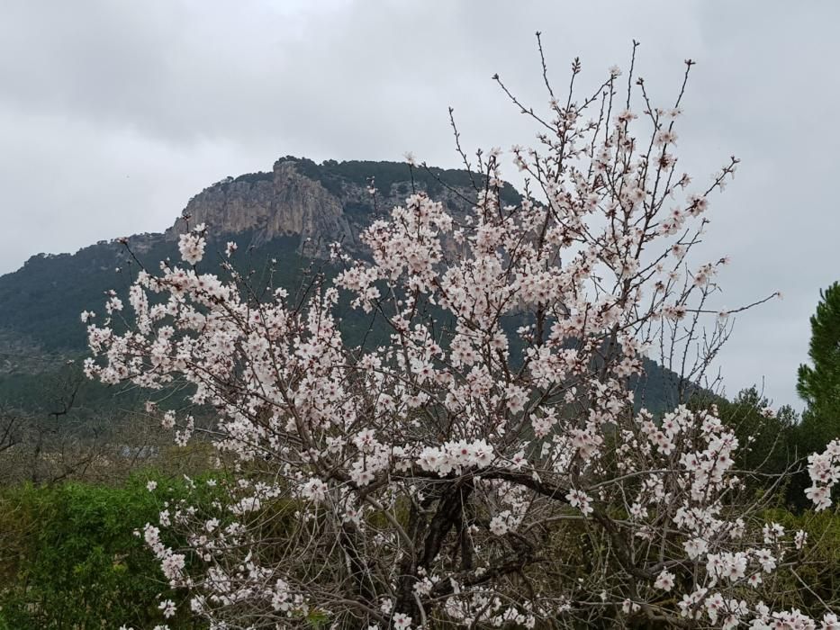 Los primeros almendros en flor, en Alaró