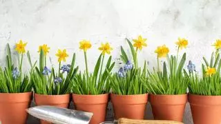 El narciso, la planta que florece en invierno: cuidados y riego