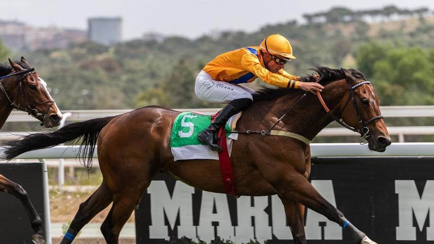 &#039;Great Prospector&#039;, caballo de la cuadra Malow Gran Canaria, hace historia en La Zarzuela