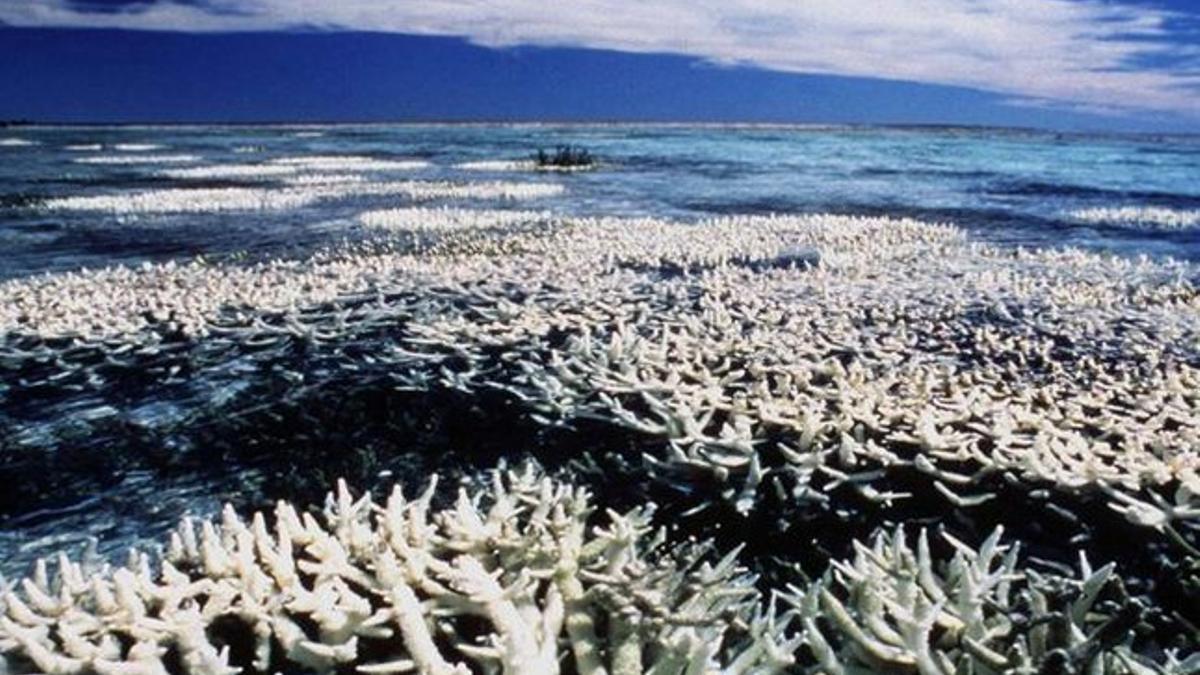 Gran barrera del coral en Australia.