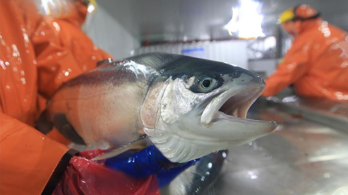 rjulve40513521 a worker holds a salmon inside a salmon hatchery in puerto m181018125555