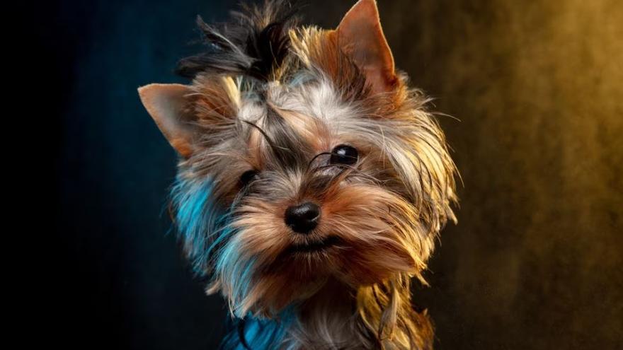 El Yorkshire Terrier es una de las razas de perro más comunes