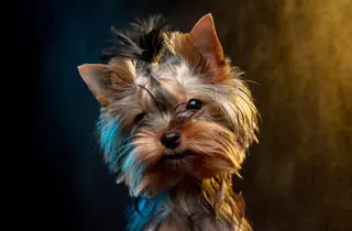 "¡Cógelo, cógelo!": el grito desesperado que no pudo evitar la muerte de su perro en Petrer