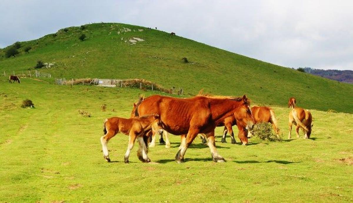 En las explanadas de los valles pastan sociables caballos de cuello fuerte y robustas extremidades.