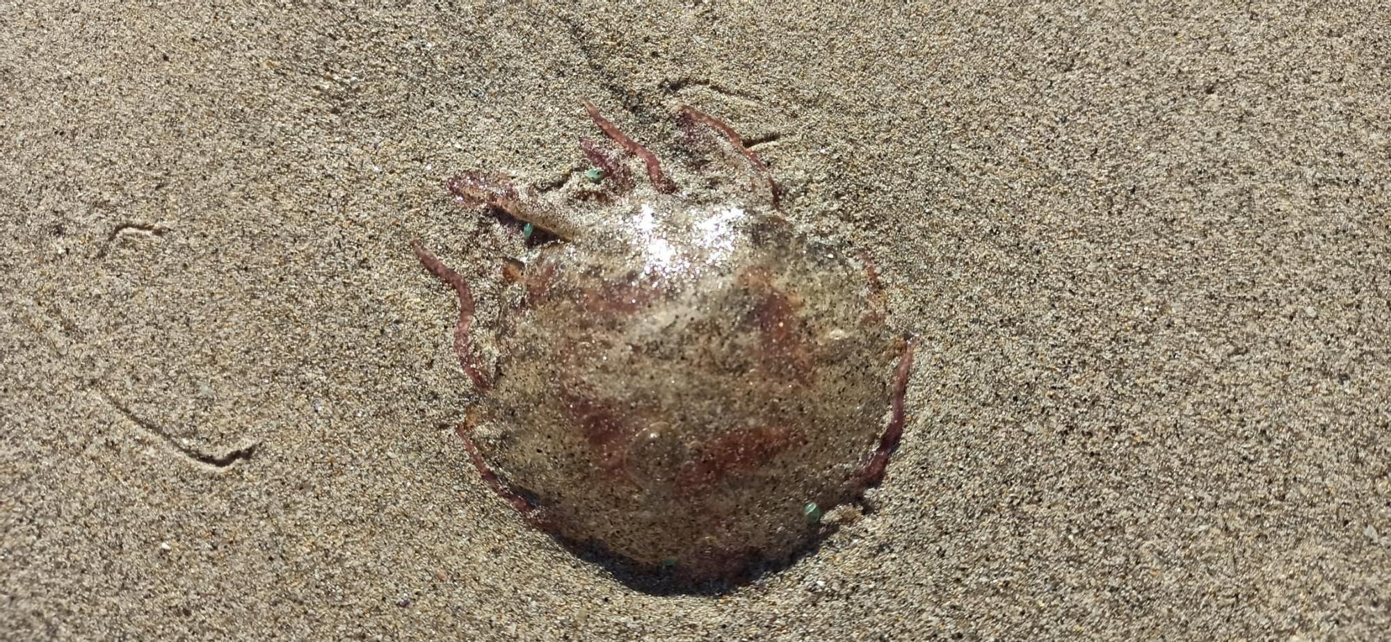 La playa de Barra, hogar de decenas de medusas