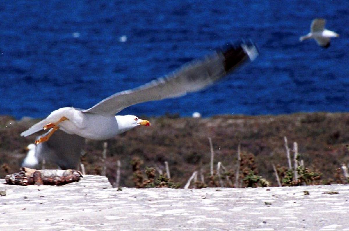 Una gaviota sobrevuela la isla de Alborán.